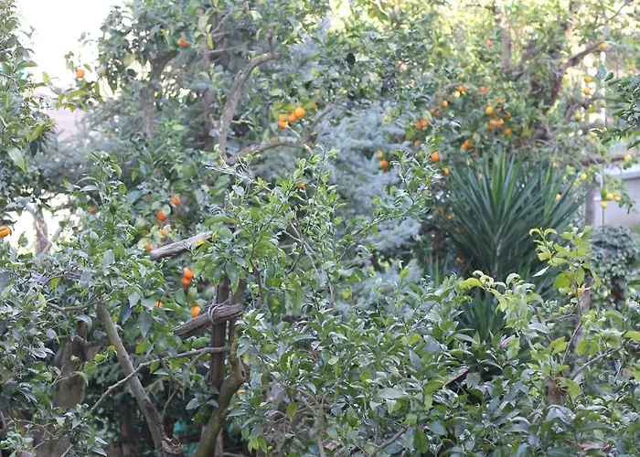 Domus Marziale Lejlighed *